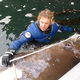 In 2004, a dead whale washed up on Alaska’s Aleutian Islands. It turned out to be a member of the new species. (Image: Don Graves/NOAA)